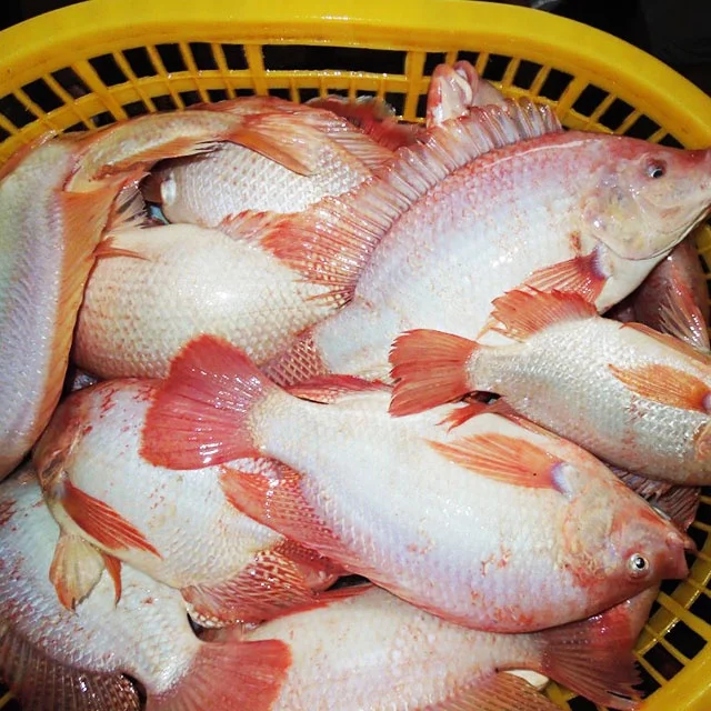 High Quality Frozen Red Tilapia GS to Make Money so Easy
