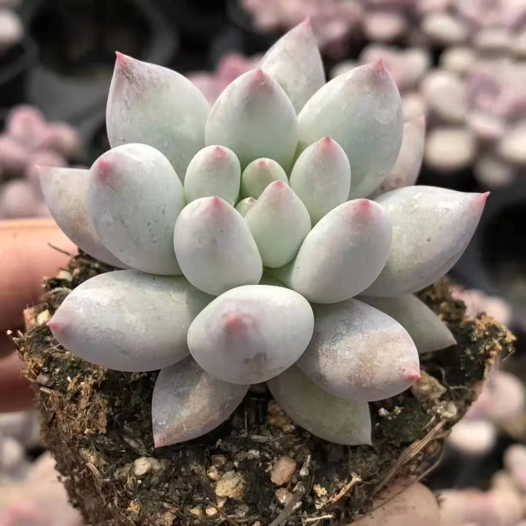 Indoor perennial nature product Succulent plant Pachyphytum spp.