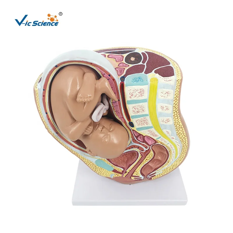 Pregnancy Pelvis with Mature Fetus 2 Parts  anatomic model modelos de female pelvis