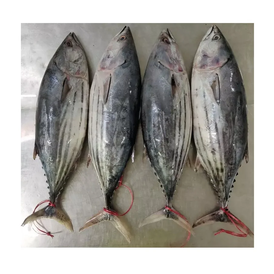 Good Price Hot Selling Factory Seafood Whole Round Fresh Frozen Chilled  Skipjack Skip Jack Tuna Fish