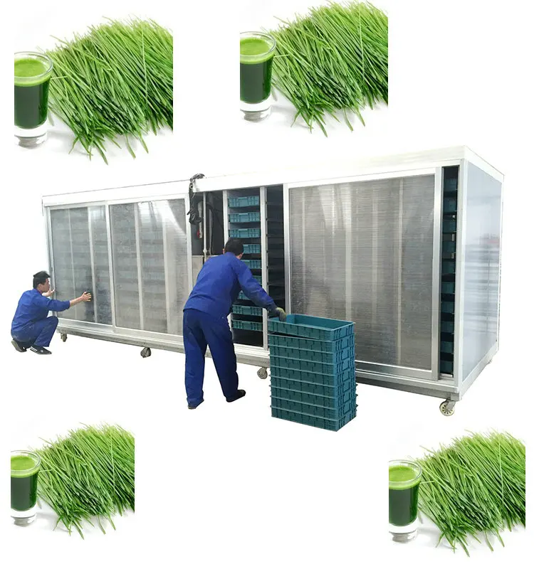 Automatic barley fodder growing systems cultivation of hydroponic forage grasses hydroponic grass wikipedia