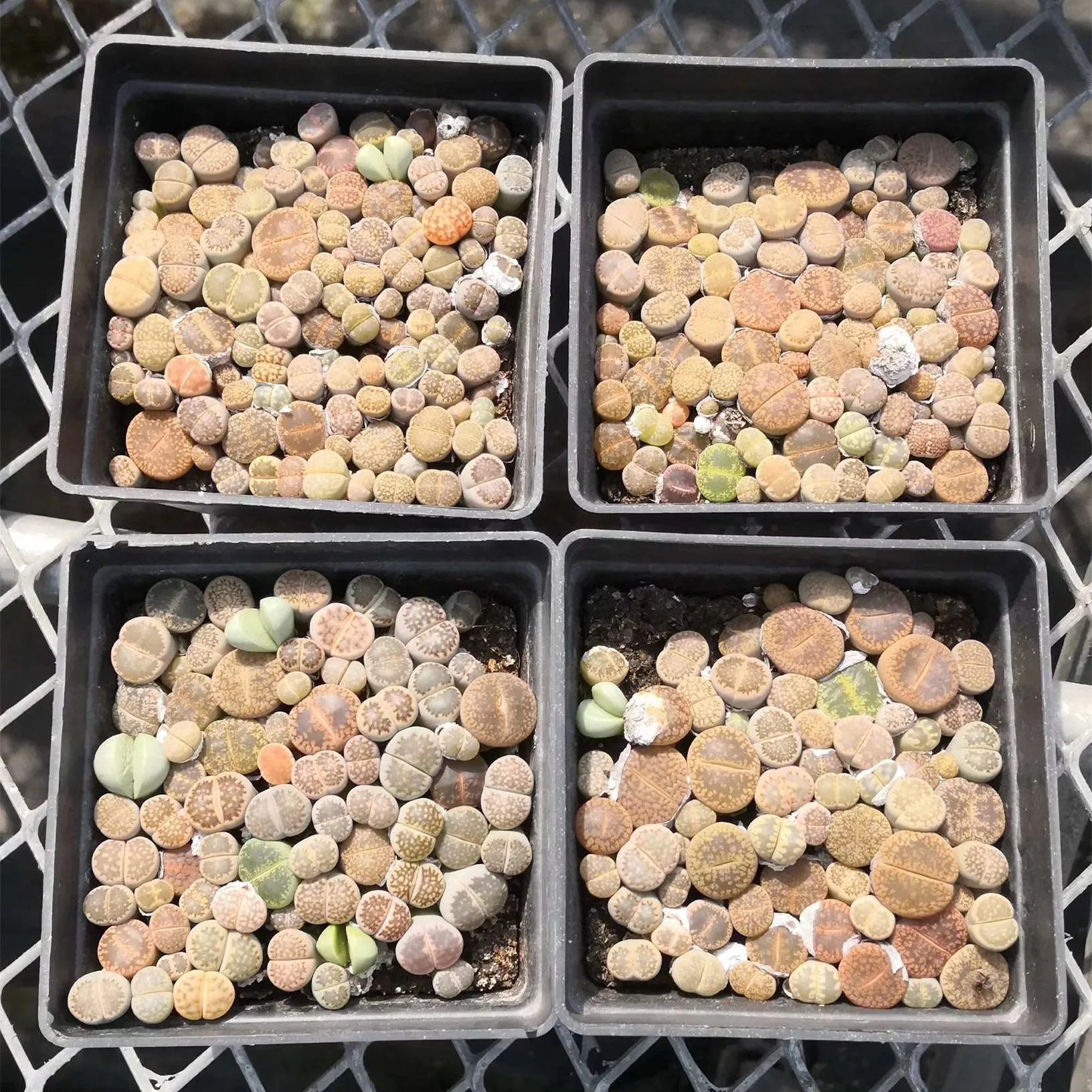
Colorful Lithops wholesale cactus succulent plants living stones Lithops 10 cm box 