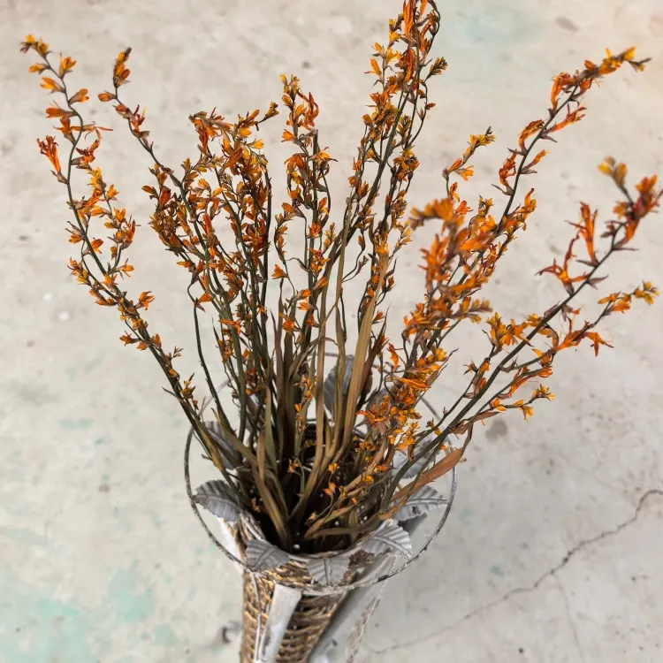 Naturally Dried Flowers Renanthera Coccinea Real  Plants for Flower Arrangements Wedding decor Bouquet Making  Home  Decorations