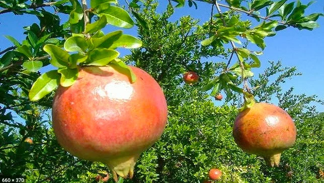 
Wholesale high quality fresh fruit healthy natural tasty pomegranates 