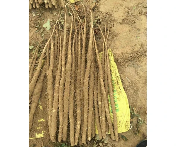 to have a long standing reputation Wholesale Price  Chinese Yam Crispy Vegetable  Healthy  Casual Snacks Chinese Yam