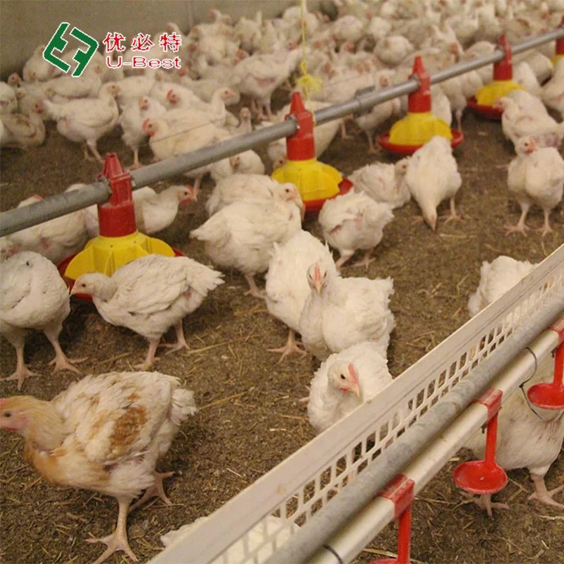 Automatic Broiler Breeder Raising Growing Equipment System Plant Line Layer Farm Equipment Poultry For Chicken House