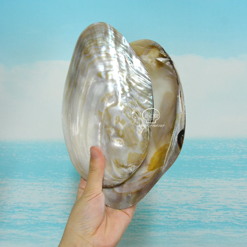 Natural Sea Mussel Shell Polished  Pearl Shell Oyster Mother of Pearl Abalone Shell Home Decoration And Jewely Making