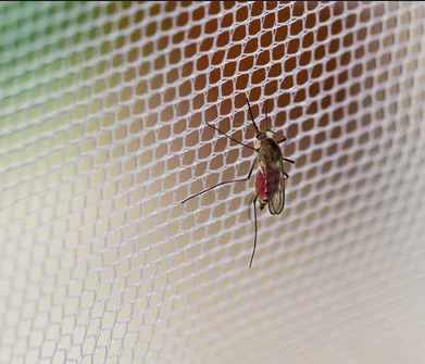 Gold Supplier High Quality Outdoor Tomato Protect Insect Proof Mesh Fine Mesh Net