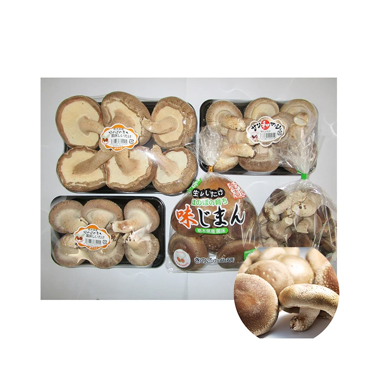 
Fresh shitake mushroom japan can food mushroom production line 