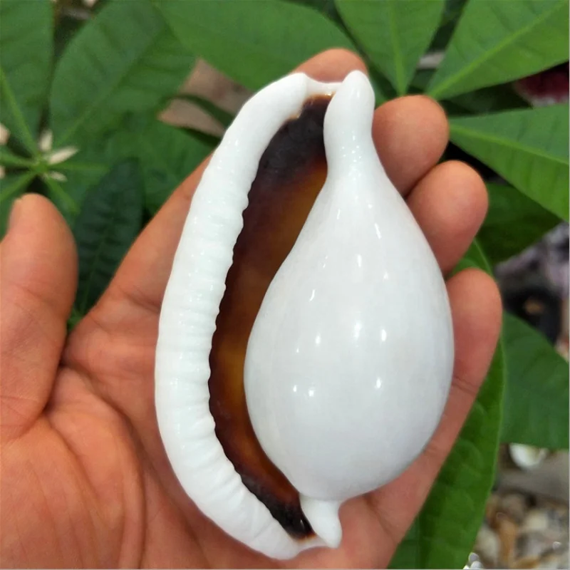 6-8 cm Natural White Rabbit Conch Seashells Shell Conch Beach Decorations For Home Wedding aquarium Fish Tank