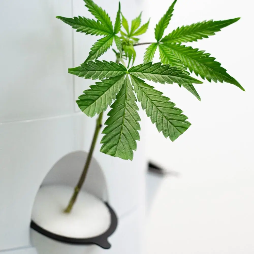 4x4x2.5inch hydroponics growing systems agricultural rock wool cubes for planting