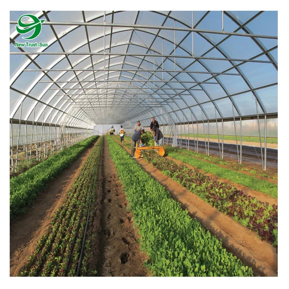 
Low Cost Agricultural Singlespan Plastic Film Tunnel Greenhouse 