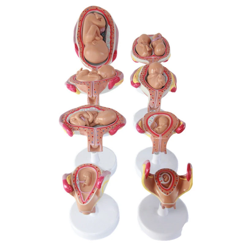 hot selling Advanced Embryonic Pregnancy development process model Uterus fetal position