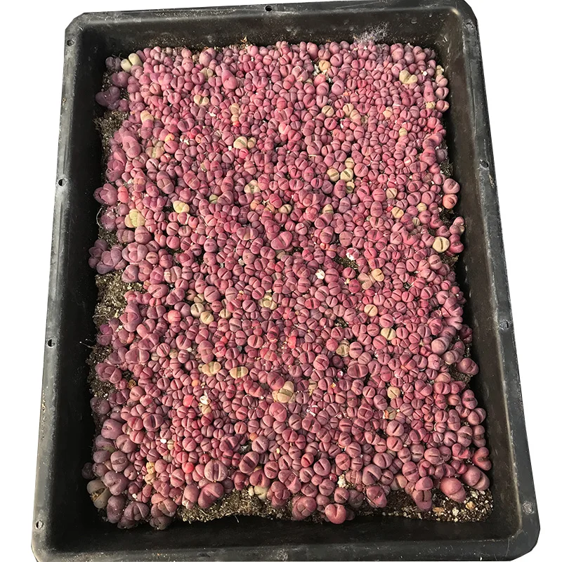 
Popular seeding Lithops optica Rubra cactus home decoration indoor mini New Cactus Succulent lithops plant 