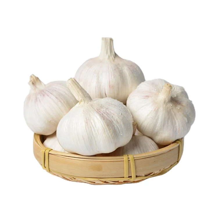 Hot Sale fresh white garlic in bulk super 4-7cm normal white Cheap Price natural white 5.0cm 2kgx10/carton for Wholesale