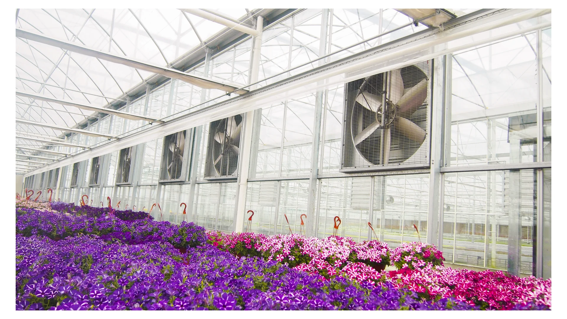 CHOYUEH 550W Customized 36 inch 50 inch poultry farm fan cooling ventilation exhaust fans and pads with excellent cooling system