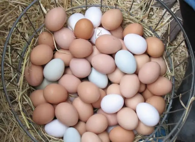 High Protein Natural Food USA Exporter Supplier Wholesale Fresh White Brown Chicken Cheap Hen Eggs For Sale