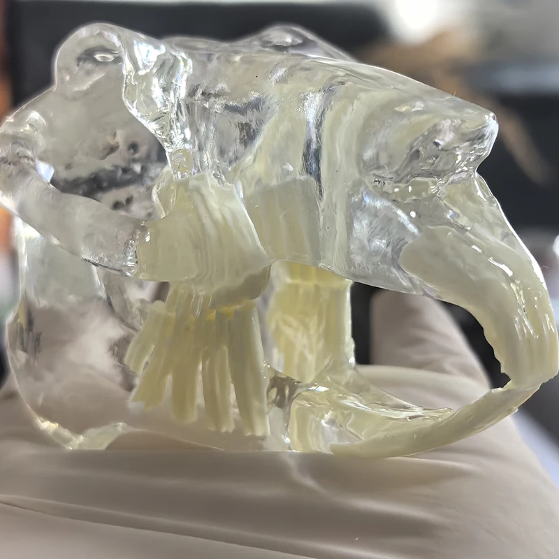 Clear Rabbit Teeth Anatomical Model Dental Animals Oral Jaw for Education Canine Veterinary Office Decoration Demo