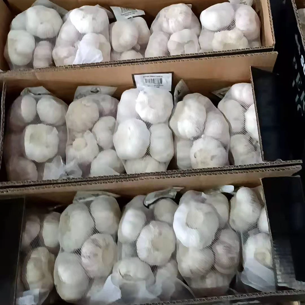 New Crop China Alho Garlic fresh garlic price