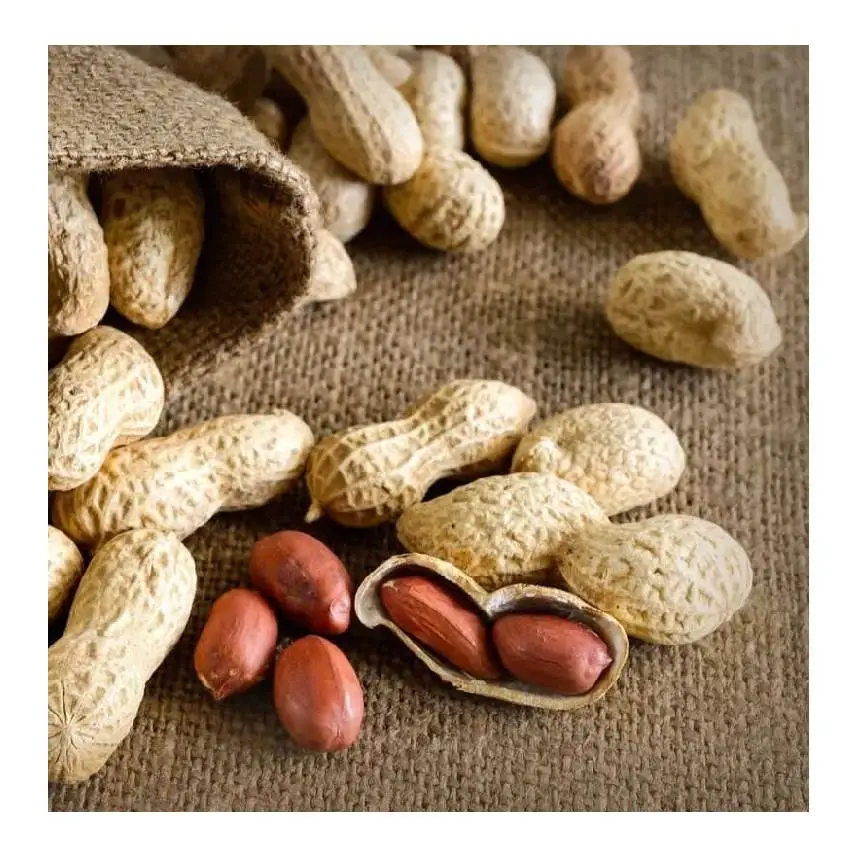 Wholesale natural organic raw dried peanuts with shell from Uzbekistan with competitive price for export