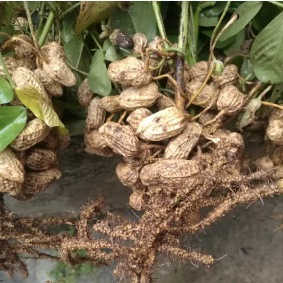 Nitrogen-fixing bacteria Azotobacter brown biological  fertilizer