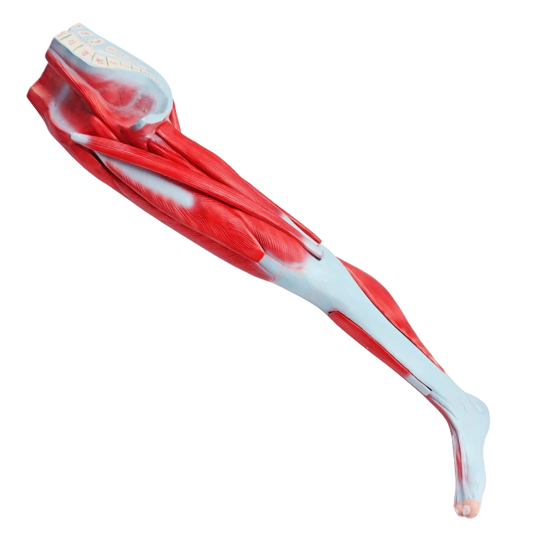 Human lower limbs muscle anatomy model medical teaching 3D muscle anatomy leg 9 parts muscle model of man