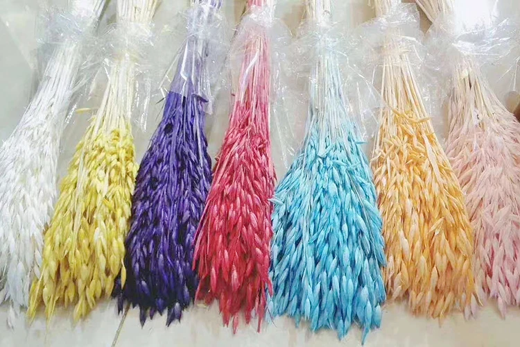 natural plant Oats real Avena Sativa bundle dried decorative flower for vase of house