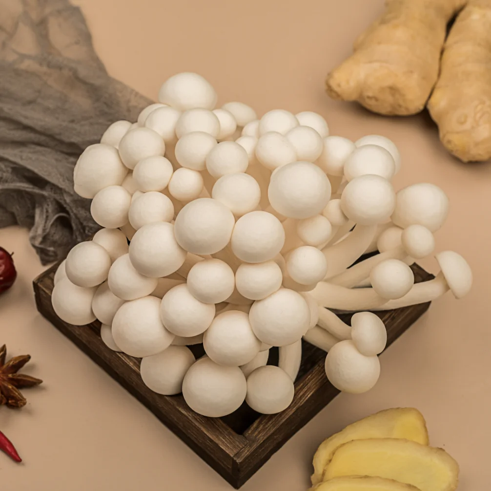 
Bottled Growing Mushrooms White shimeji mushrooms beech mushrooms 