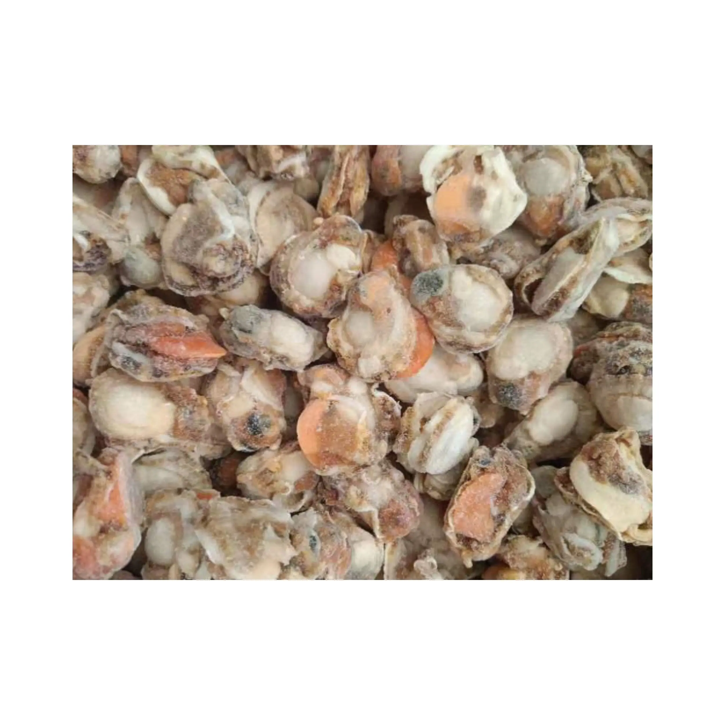 Frozen Farrarie Scallop Meat Premium Quality Clam for Gourmet Culinary Experiences