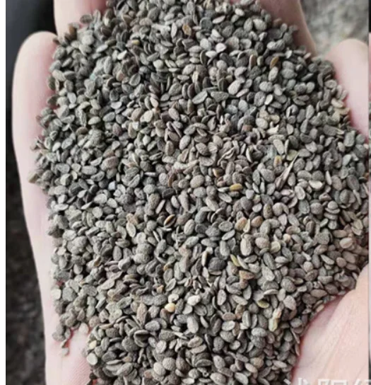 Fu lu kao, новые смешанные цвета, семена фолькса столонной