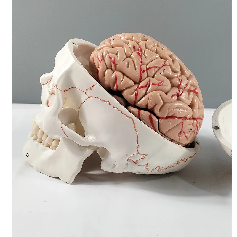 Human skull with accompanying brain model