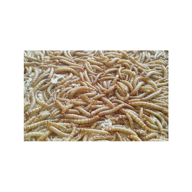 Manufacturers Direct Selling Good Quality fish bird snack food dried mealworms