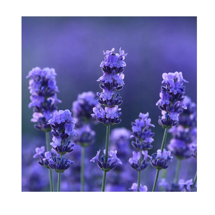 Mini Dried Emballage Bouquets De Fleurs Flower Bouquet Bag