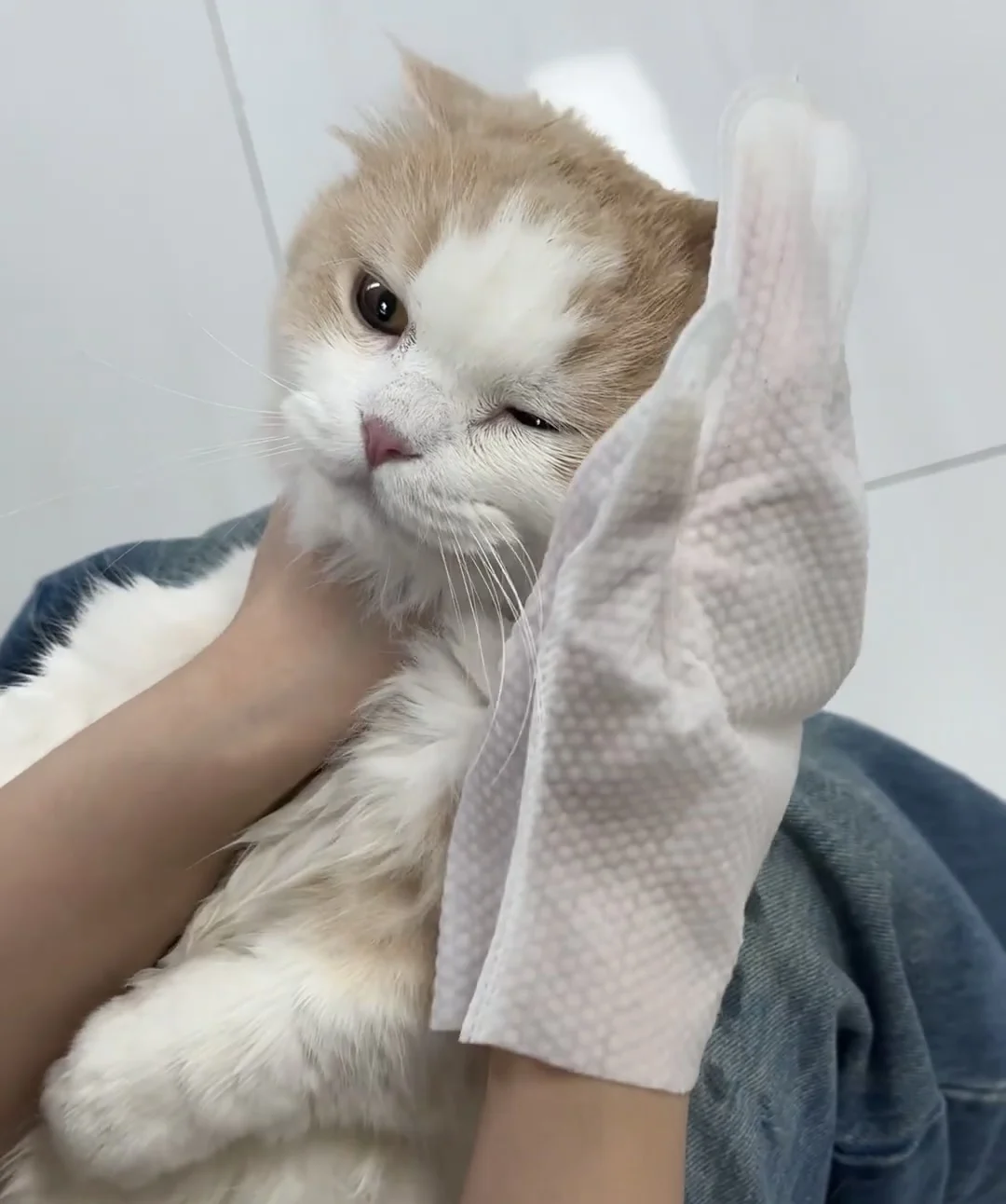 PET SPA Gloves Disposable Pet Cleaning Wipes