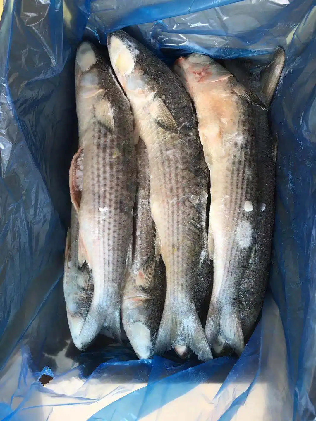 Frozen Grey Mullet Gutted cheap price offering