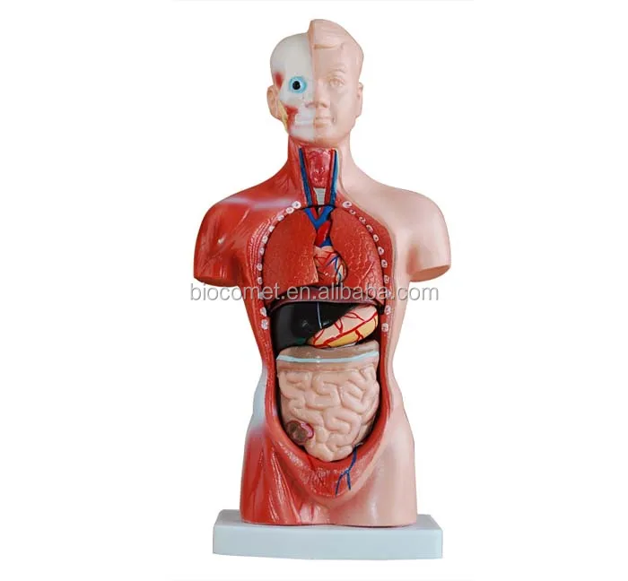 26CM Torso with 15 parts Medical science teaching human torso model male torso