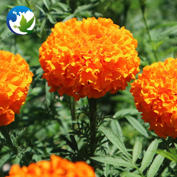Flower bulbs orange Hybrid Marigold Mixed Flower for garden  plants Decorative flower