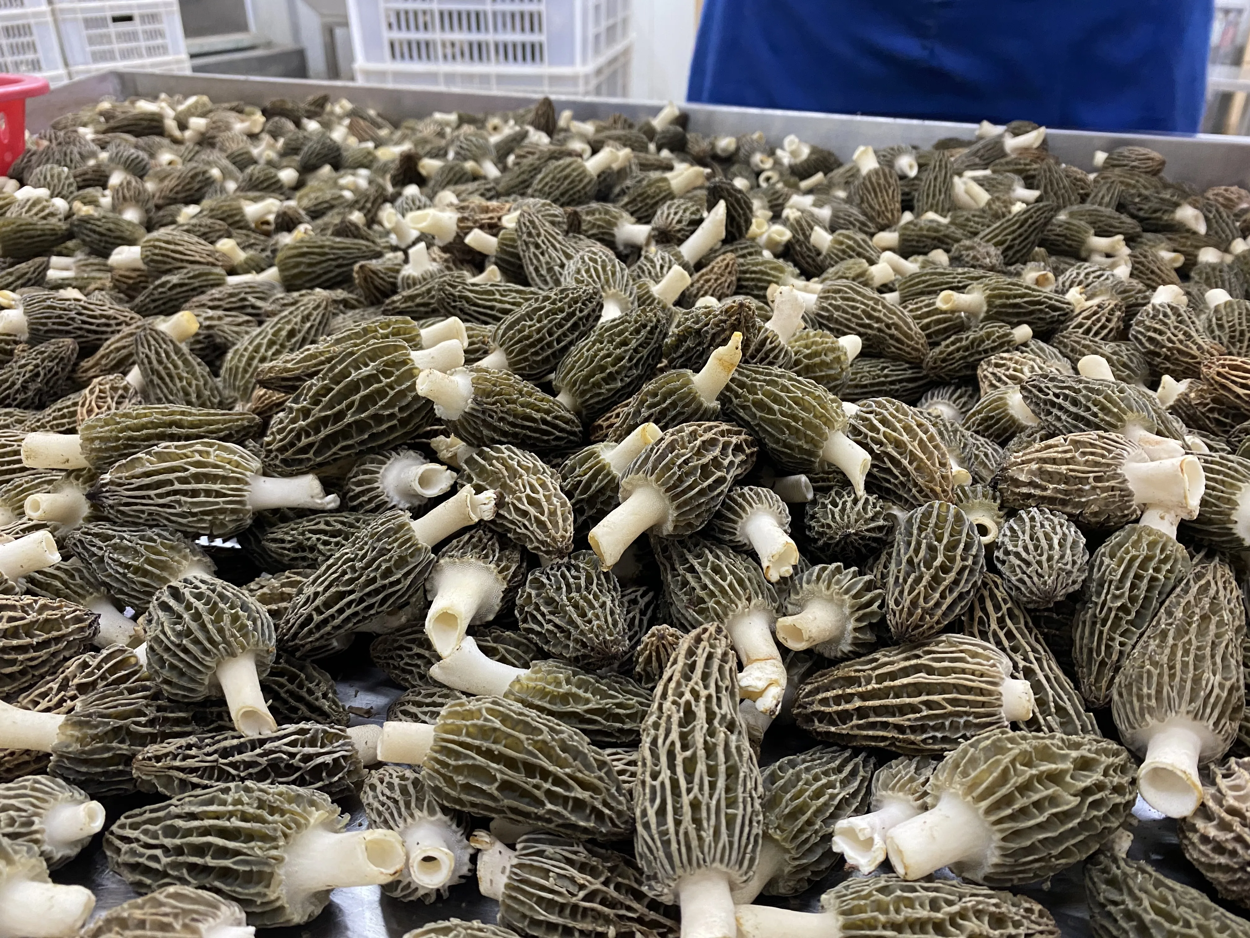 Detan Organic  Fresh Morel Mushroom  Hot Sale Mushroom