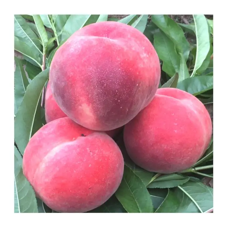 Лучший продавец, летние маленькие скрапбусы, большая форма, сладкая Cangfang, свежая пешь