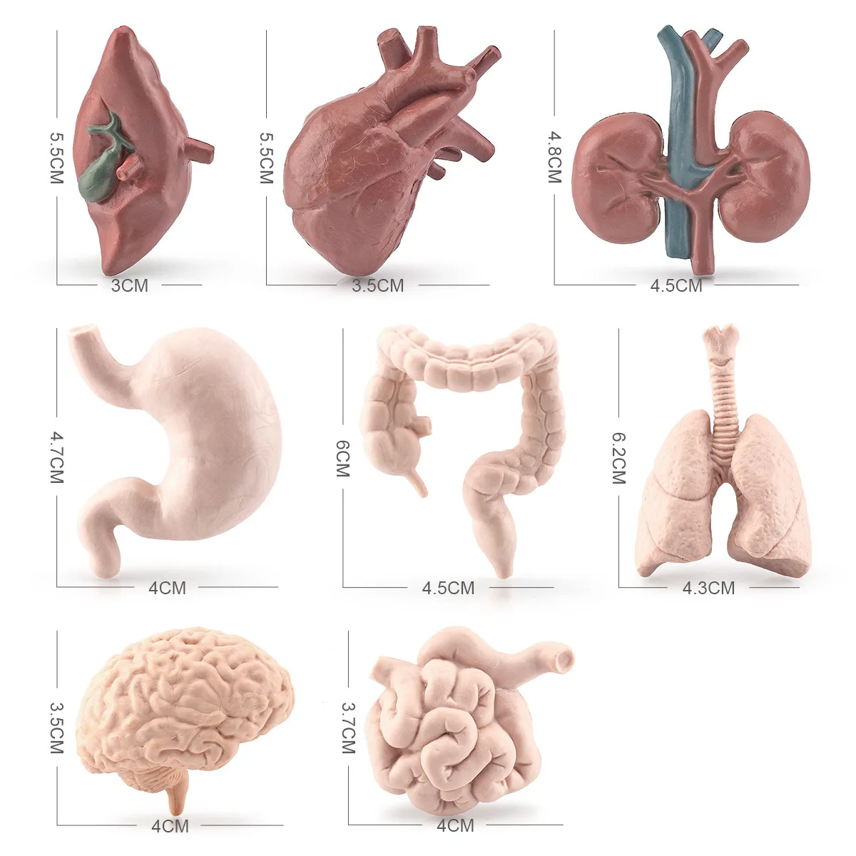 Montessori teaching AIDS for children simulate human organs brain heart gastrointestinal lung liver kidney model
