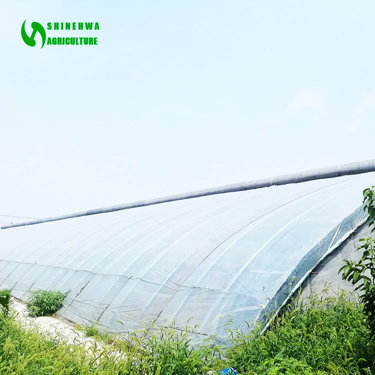 Film large span solar energy saving passive tomato greenhouse with soilless culture