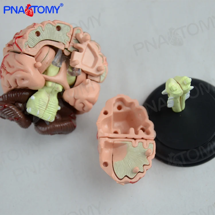 PNT-0613 4d human brain model cerebellum cerebrum anatomical model