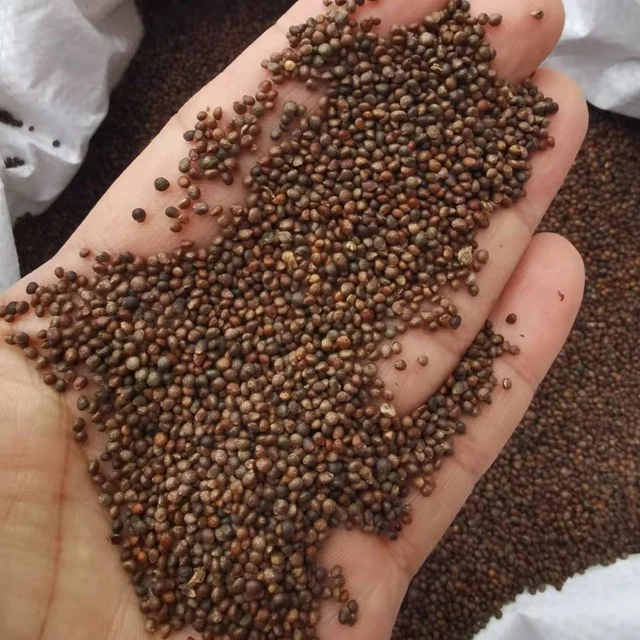 Высококачественные семена периллы you su zi perilla frutescens