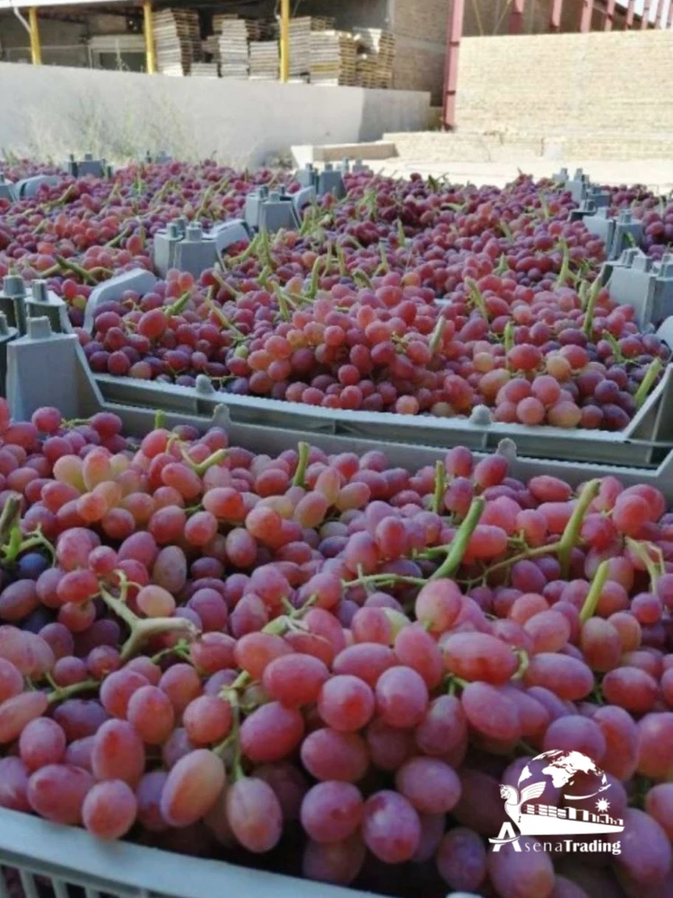 Premium Style High Quality Food Organic Package Weight Origin Quality Size Grade Fresh Sweet Seedless Grapes