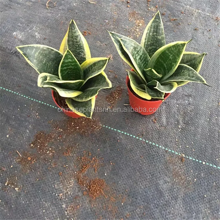 sansevieria trifasciata laurentii sansevieria superba sansevieria golden hahnii  cylindrica