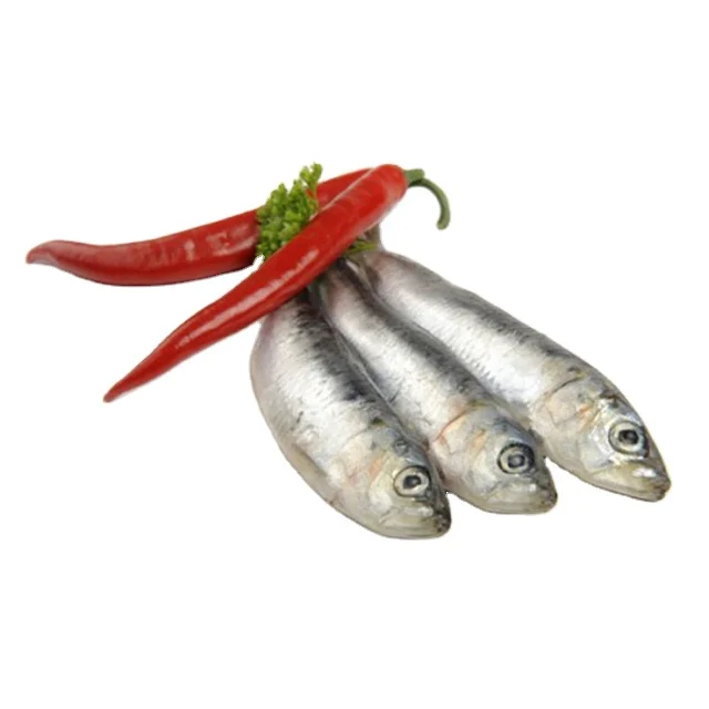 HALAL Frozen sardine fish whole round with cheap price fish food