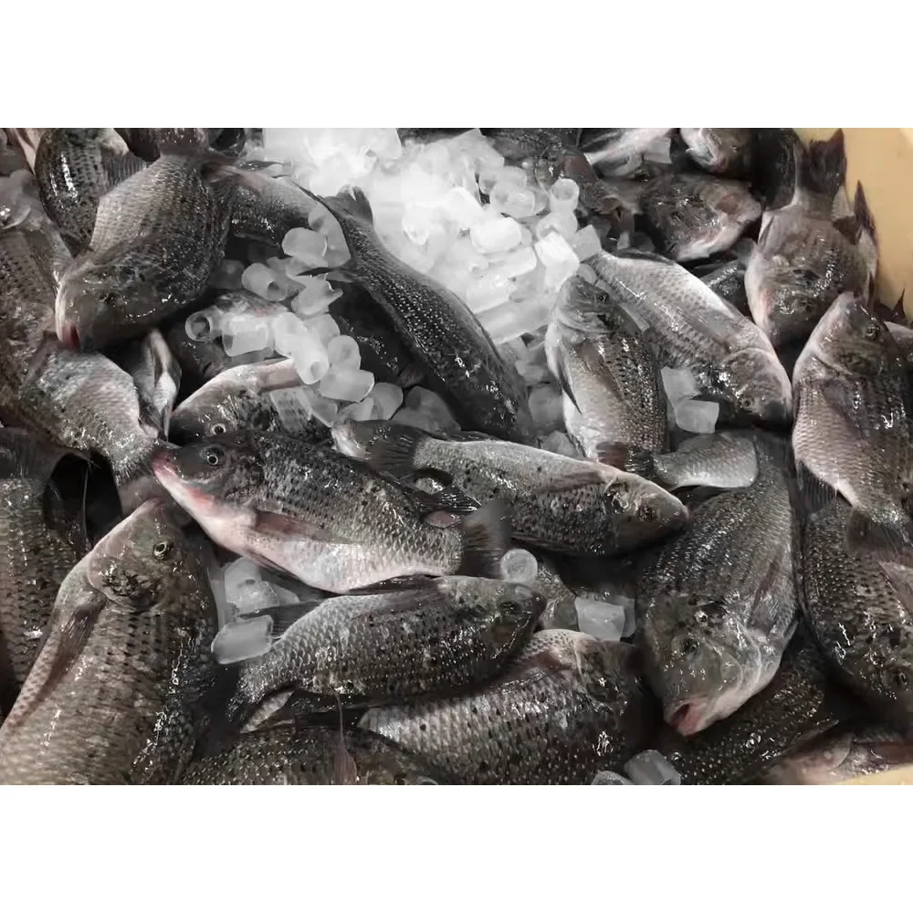 High quality all size frozen fish tilapia whole fish export tilapia fish frozen tilapia price