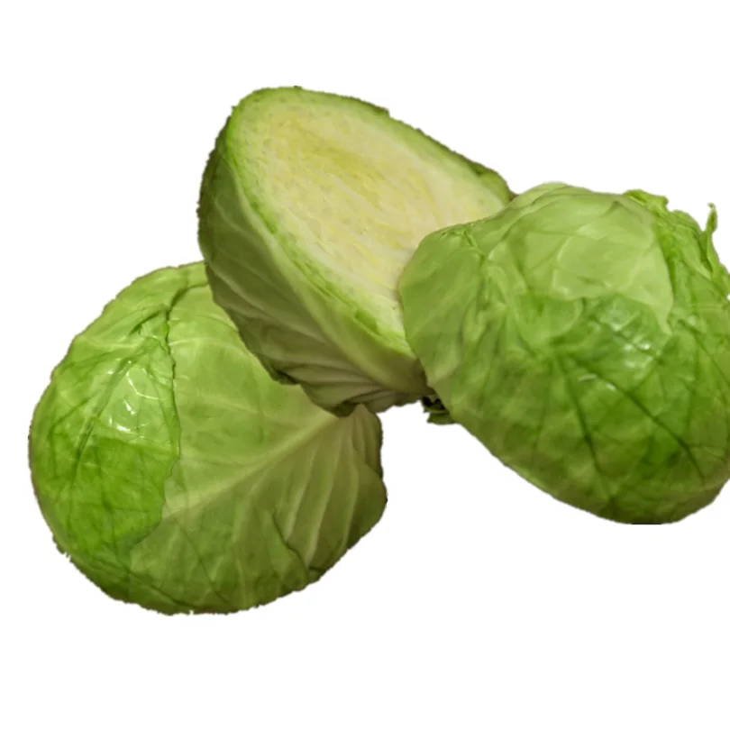 Hot Sale High Quality in Bulk Brands Cabbage with International Certification