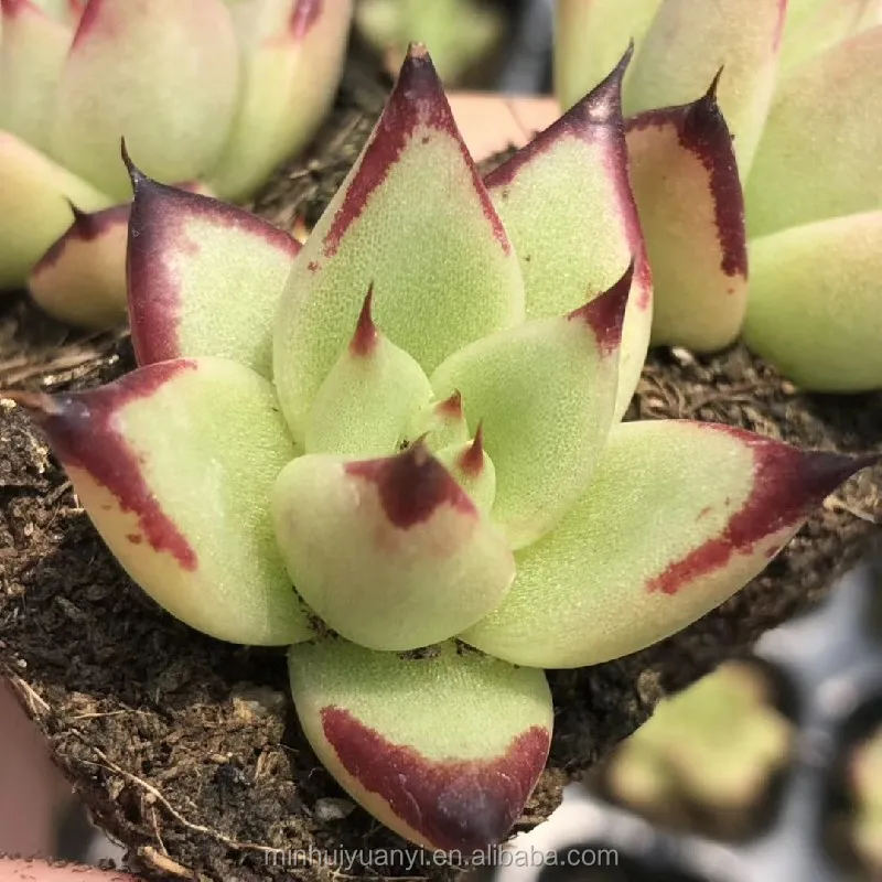 Wholesale of succulent plants Indoor ornamental plants  Echeveria