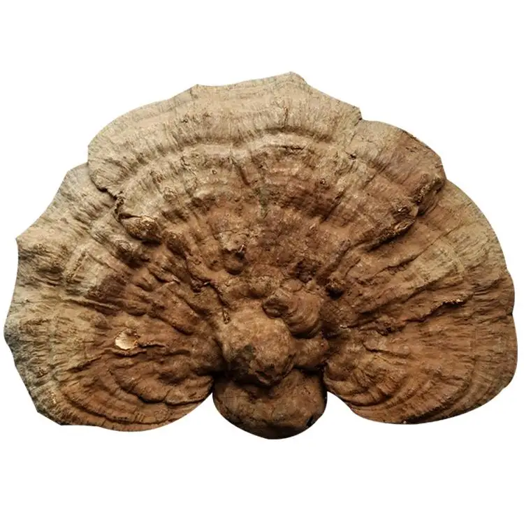 Dried ganoderma lucidum/reishi mushroom; many kinds of mushrooms powder
